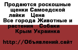 Продаются роскошные щенки Самоедской лайки › Цена ­ 40 000 - Все города Животные и растения » Собаки   . Крым,Украинка